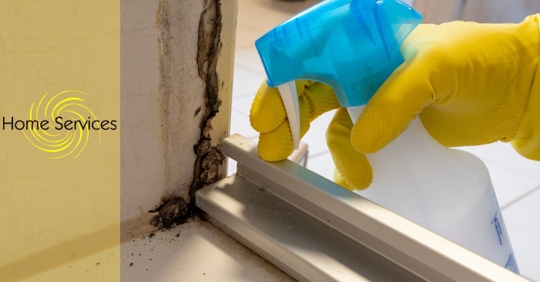 Mold Cleanup